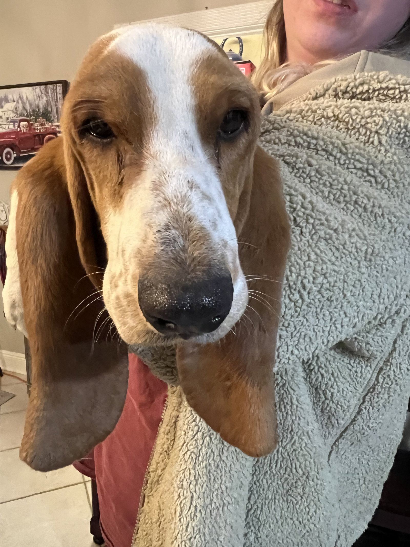 Ears Image