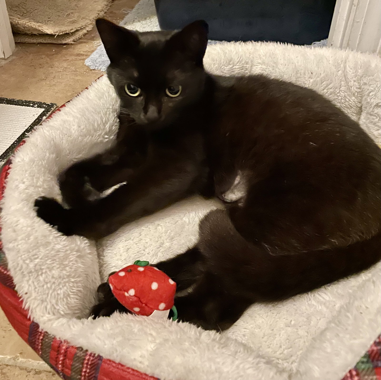 Ella Image