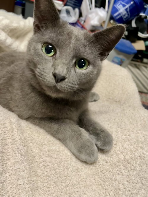 picture of the cat needing adoption