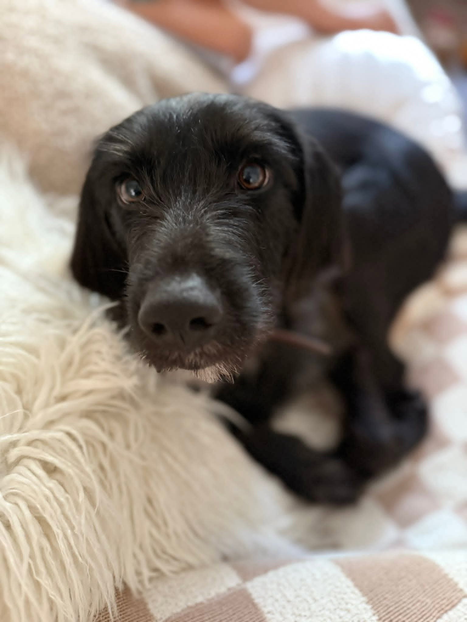 Rufus (a Doodle) Image