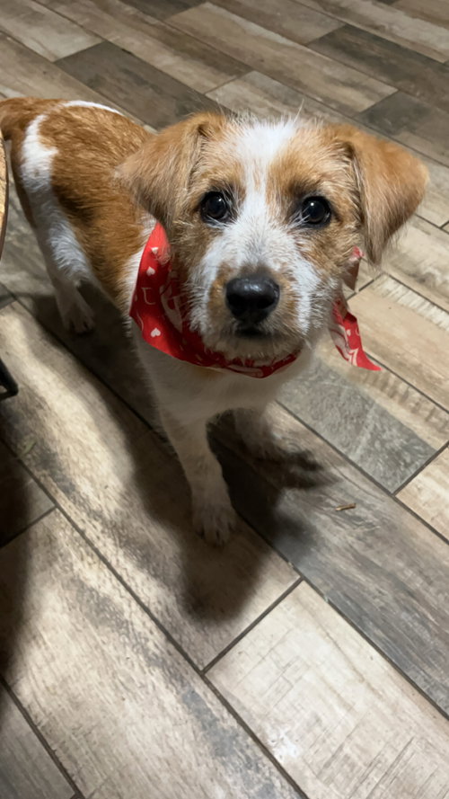 picture of the dog needing adoption