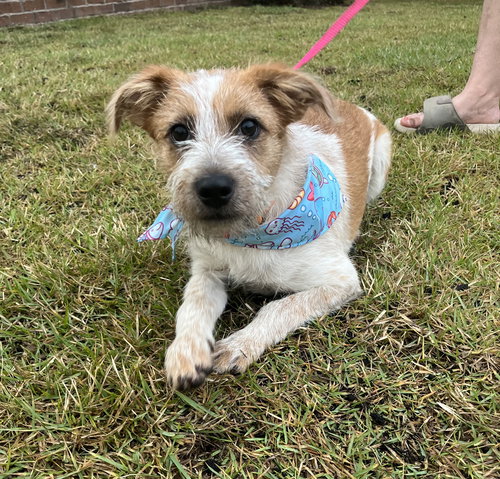 Jack Jack, an adoptable Brittany in Mobile, AL
