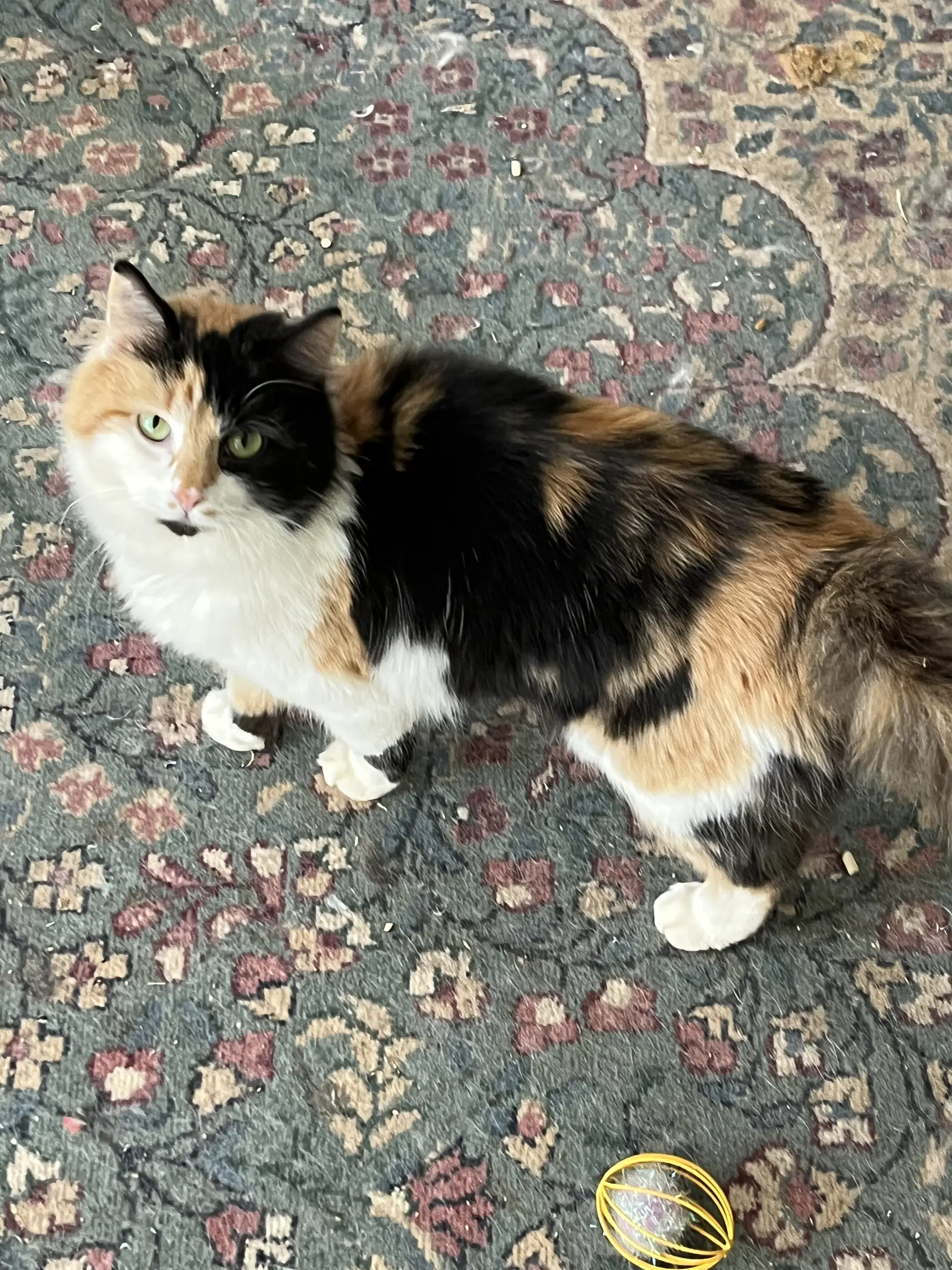 Kamie - Calico