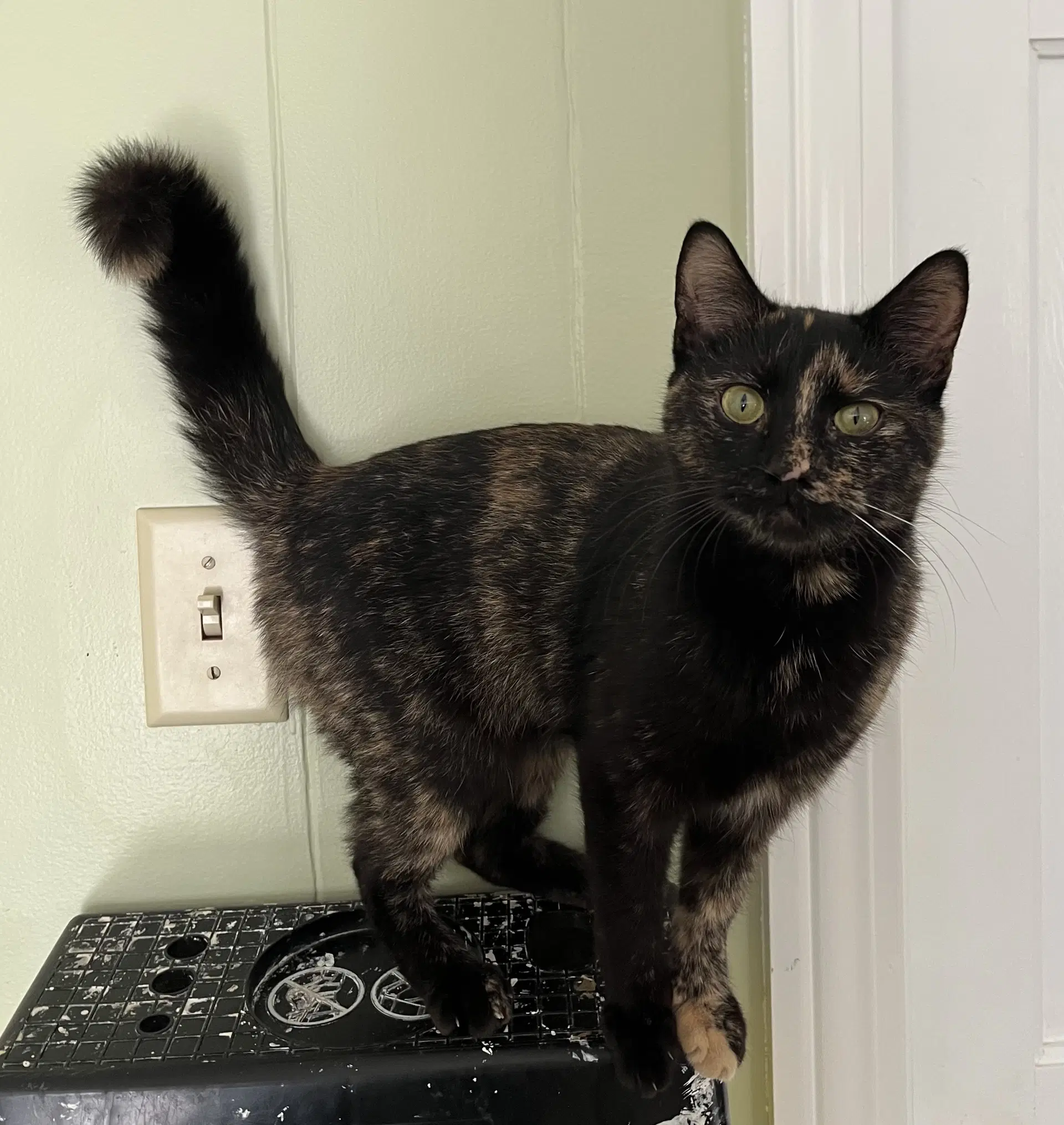 Penny - Tortoiseshell