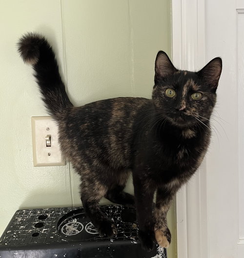 picture of the cat needing adoption