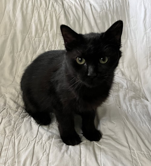 picture of the cat needing adoption