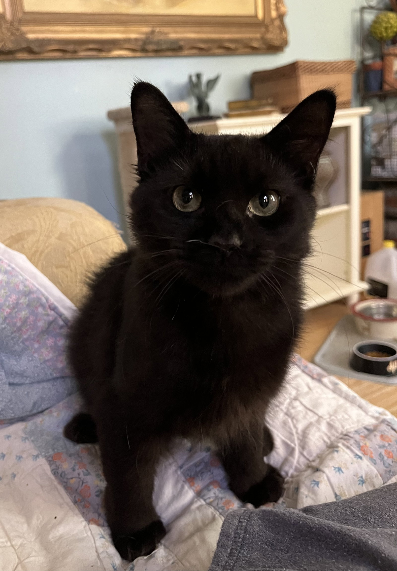 Fluffie Image