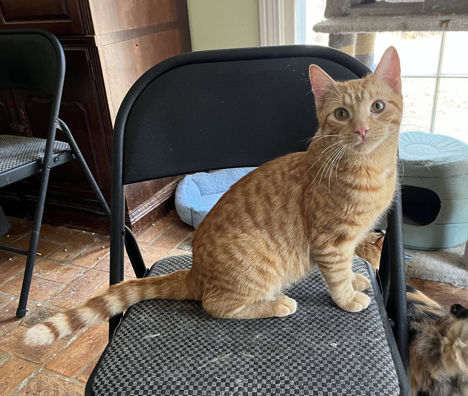 Ollie Image