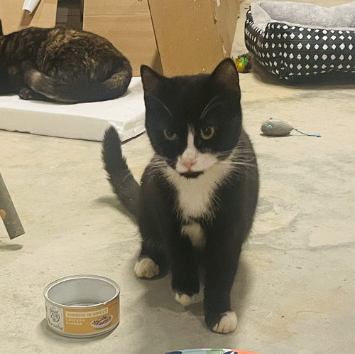picture of the cat needing adoption