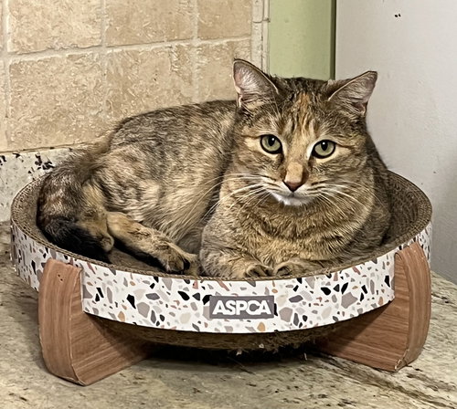 Amber, an adoptable Torbie in Mobile, AL