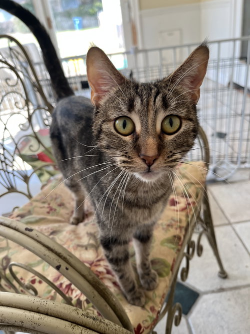 picture of the cat needing adoption