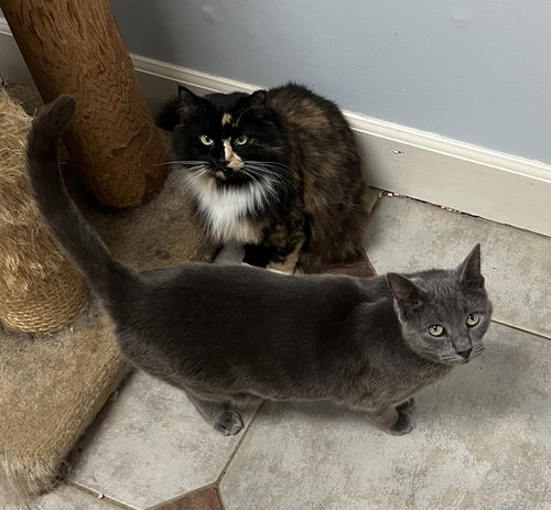 picture of the cat needing adoption