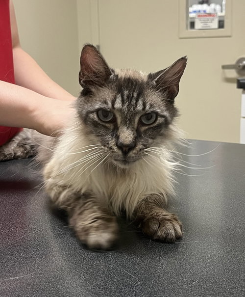 picture of the cat needing adoption