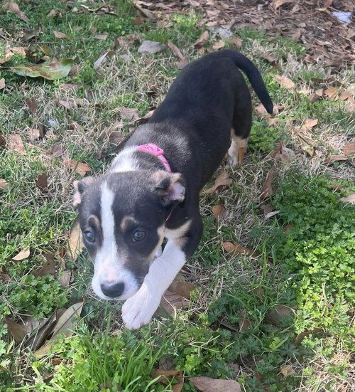picture of the dog needing adoption