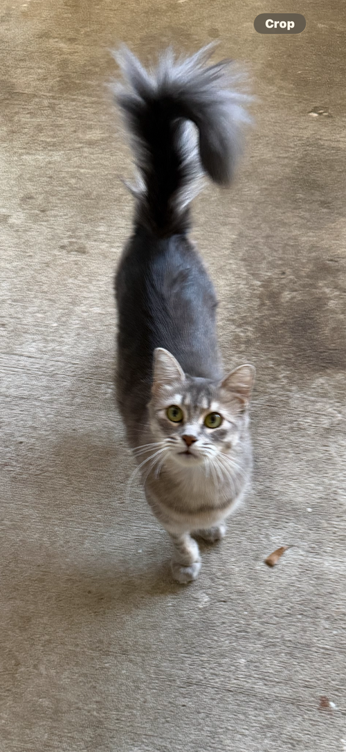 picture of the cat needing adoption