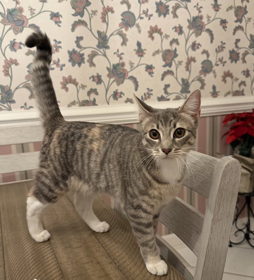 picture of the cat needing adoption