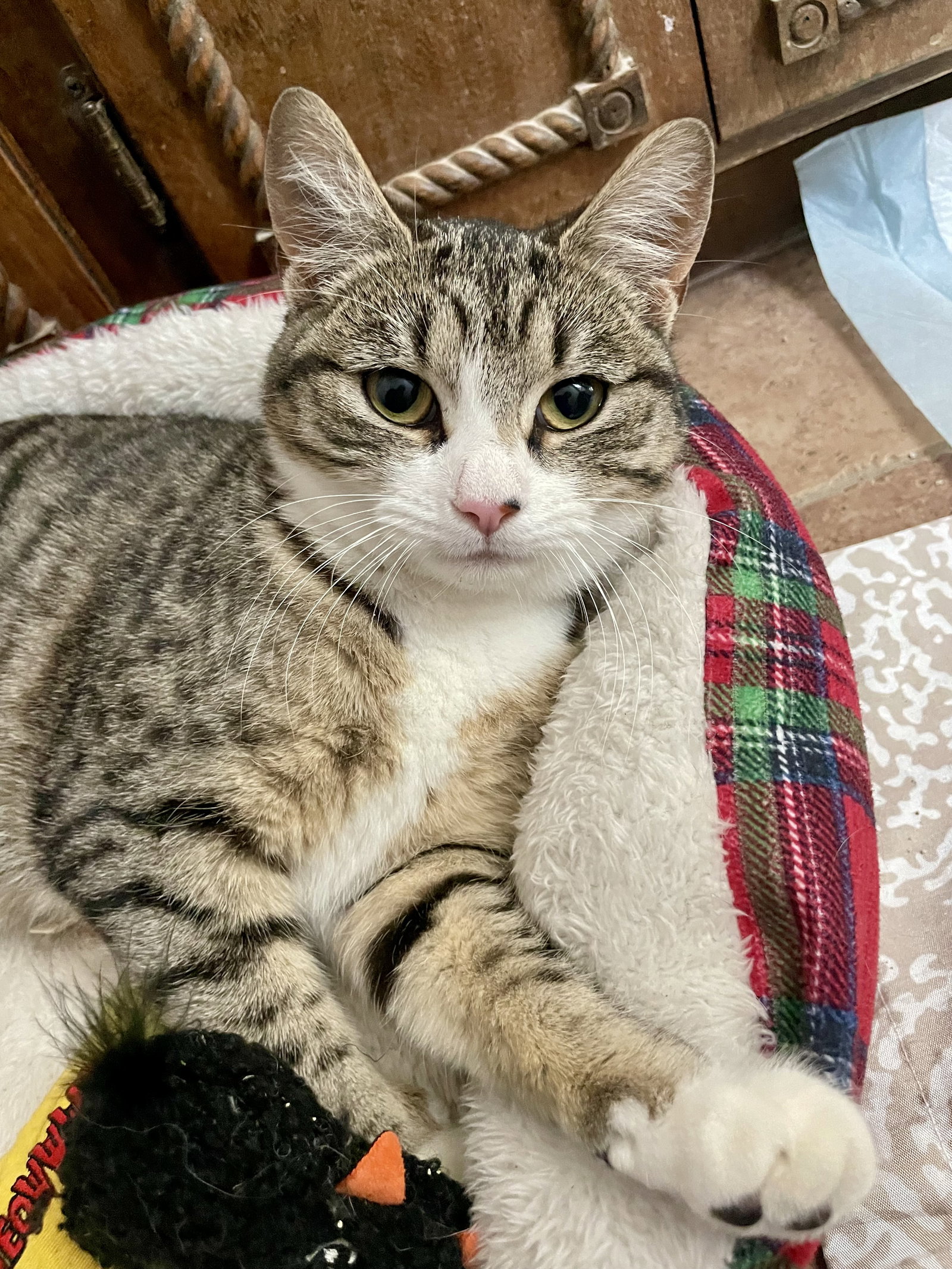 Izzy Image