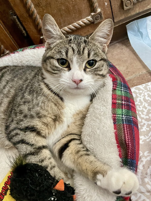 picture of the cat needing adoption