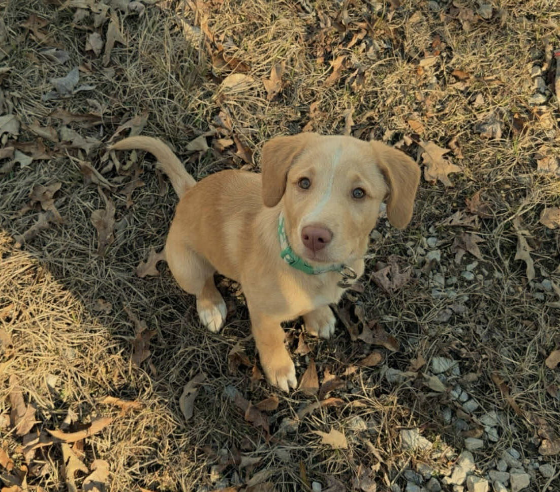 Milly Image