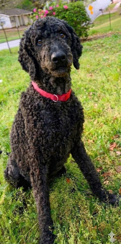 Jude, an adoptable Poodle in Mobile, AL