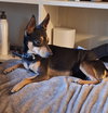 Vinny - Photo 2