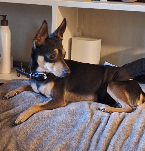 VINNY - Miniature Pinscher available for adoption