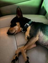 Vinny - Photo 3