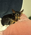 Vinny - Photo 4
