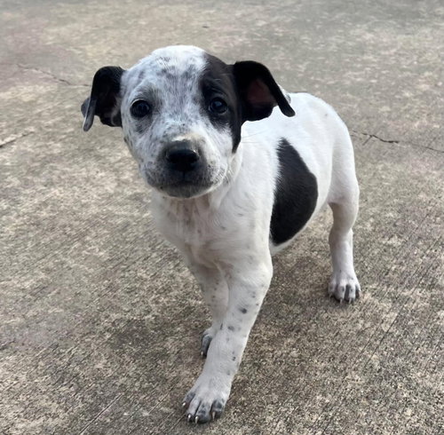 Loo, an adoptable Hound in Mobile, AL