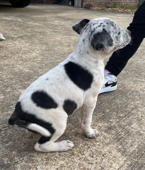 LOO - Hound / Pointer available for adoption