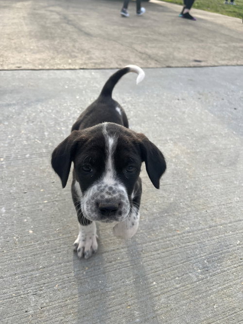 Boo, an adoptable Hound in Mobile, AL