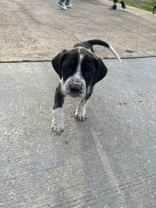 BOO - Hound / Pointer available for adoption