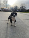 Boo - Photo 3