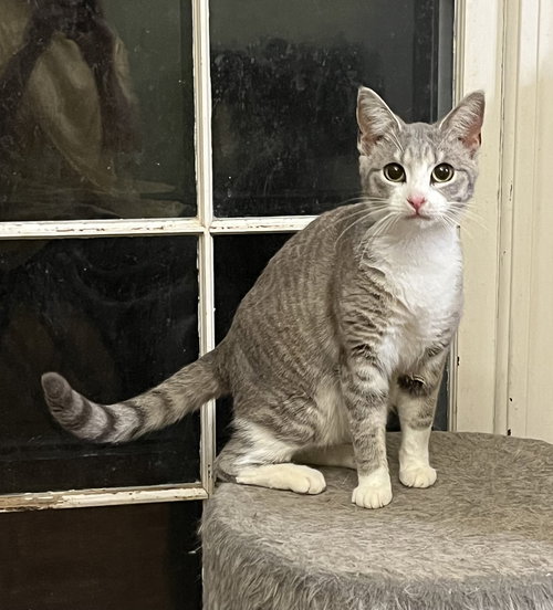 Looker, an adoptable Tabby in Mobile, AL
