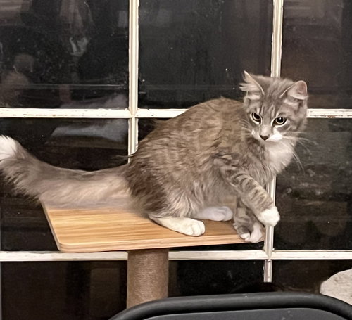 BUTTERBEAN - Domestic Medium Hair / Tabby available for adoption