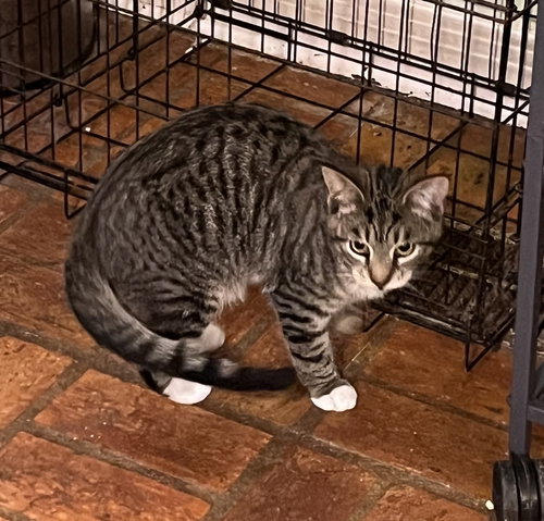 HUNTER - Tabby available for adoption