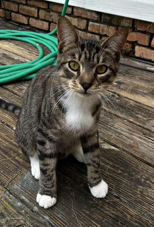 Hunter, an adoptable Tabby in Mobile, AL
