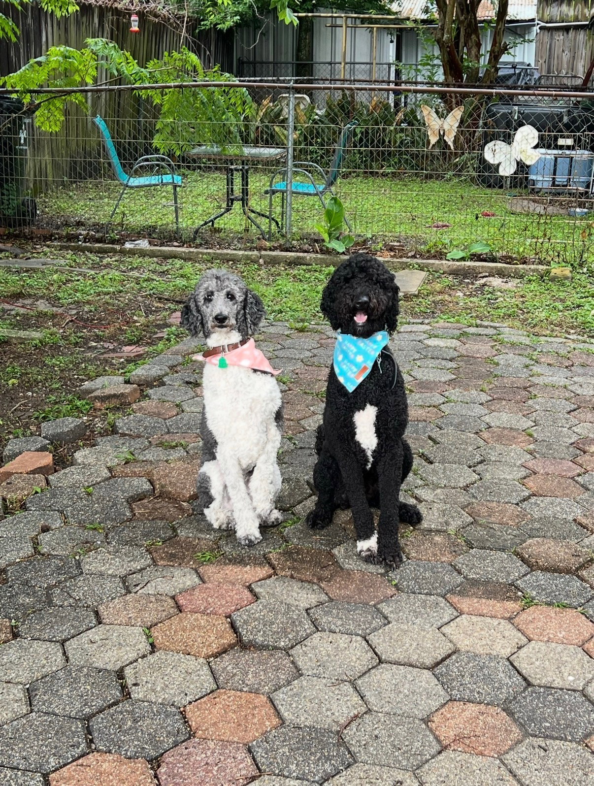 BONDED poodle/doodle