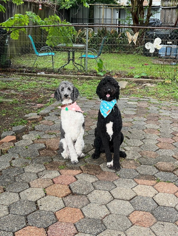 BONDED poodle/doodle
