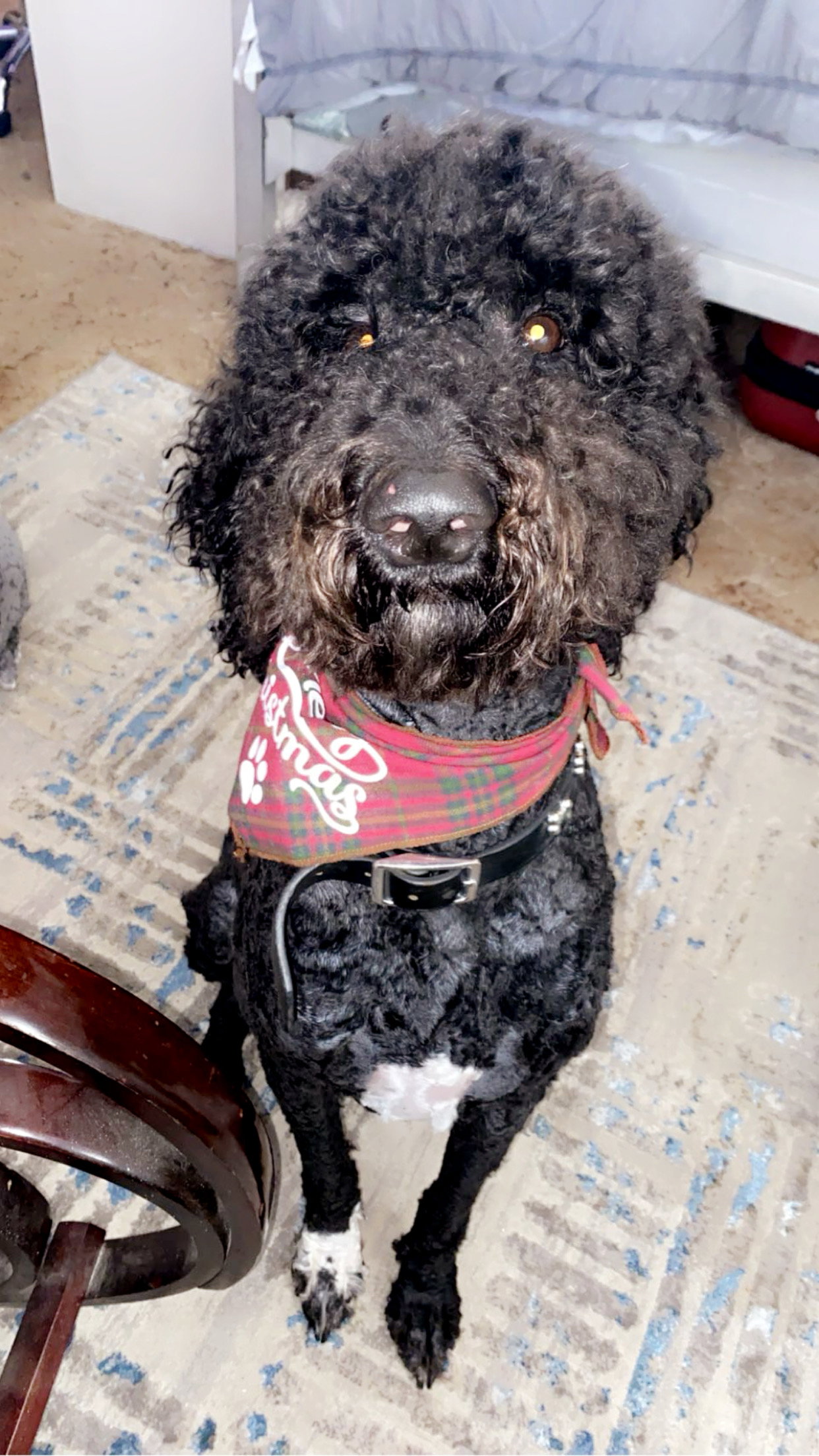 BONDED labradoodle/poodle