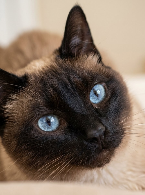 Mocha