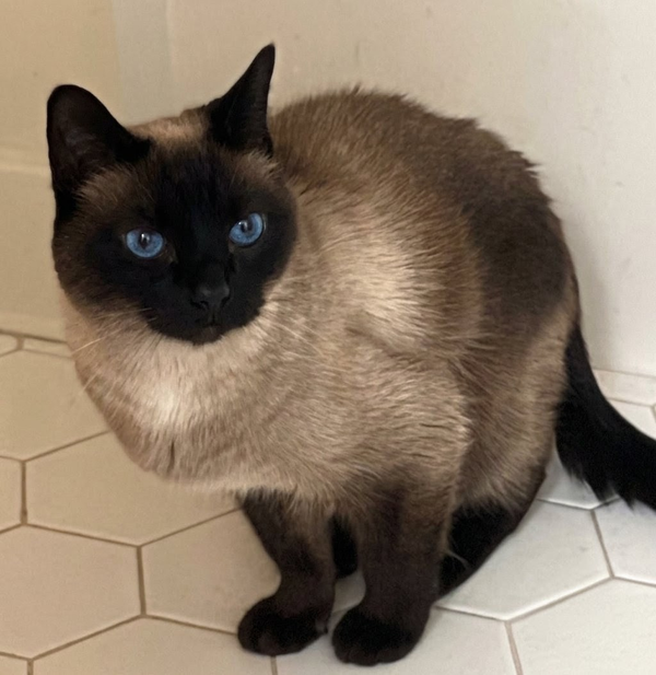 Mocha