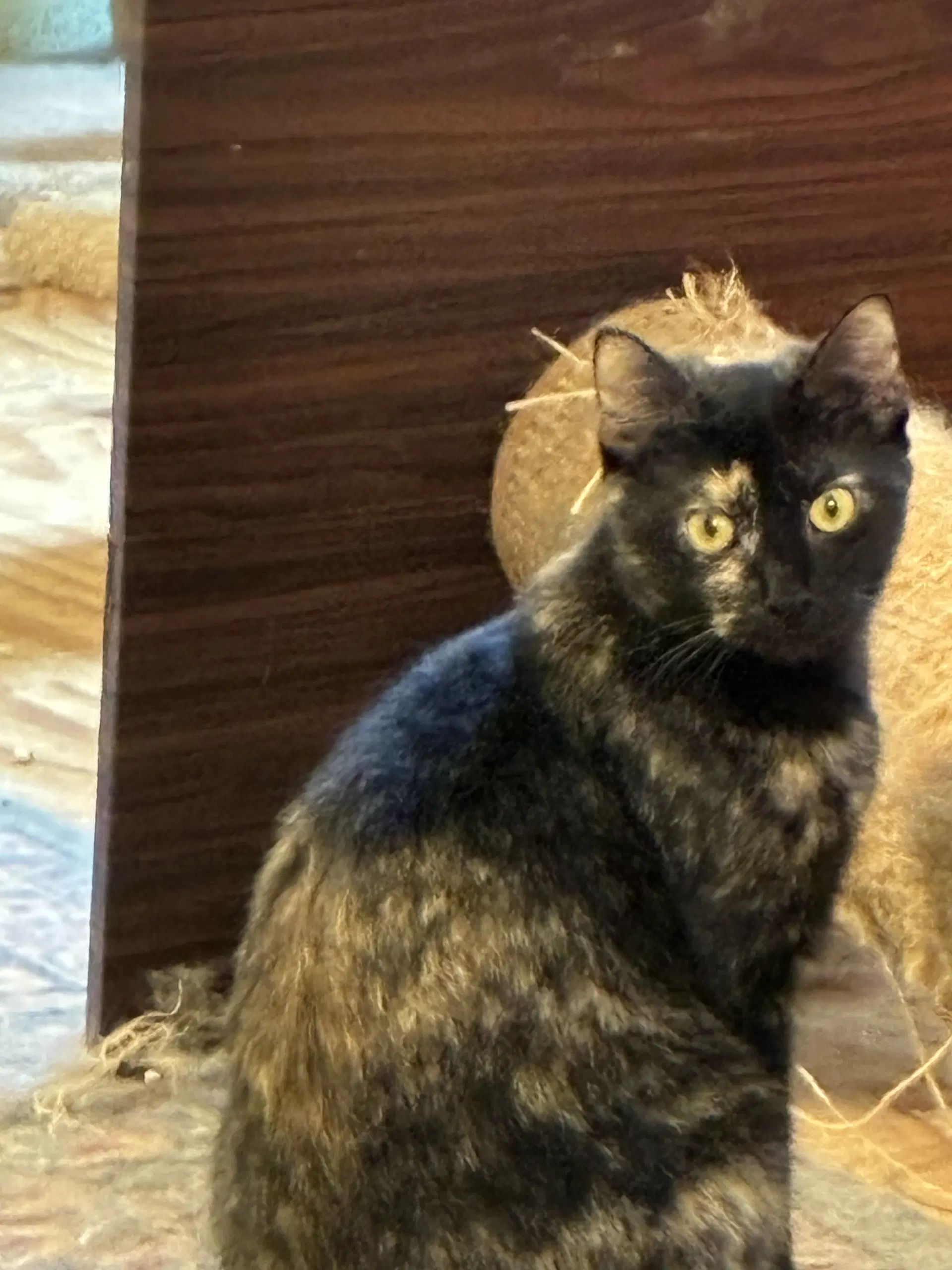Jenny - Tortoiseshell