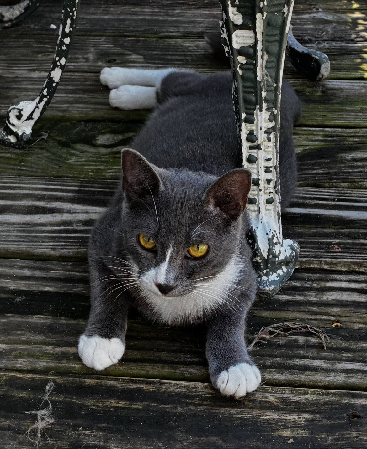 Grayson, LOVE BUG, photo 2