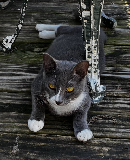 Grayson (blue tuxedo)