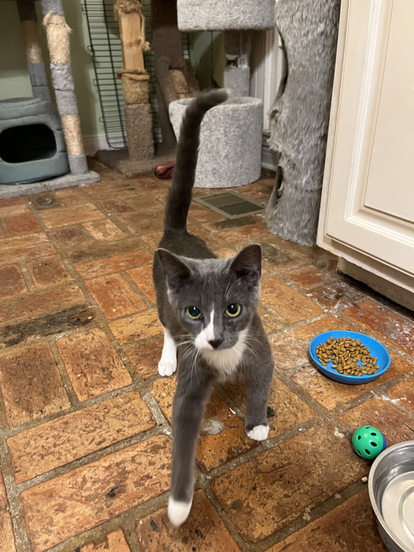 Grayson (blue tuxedo)