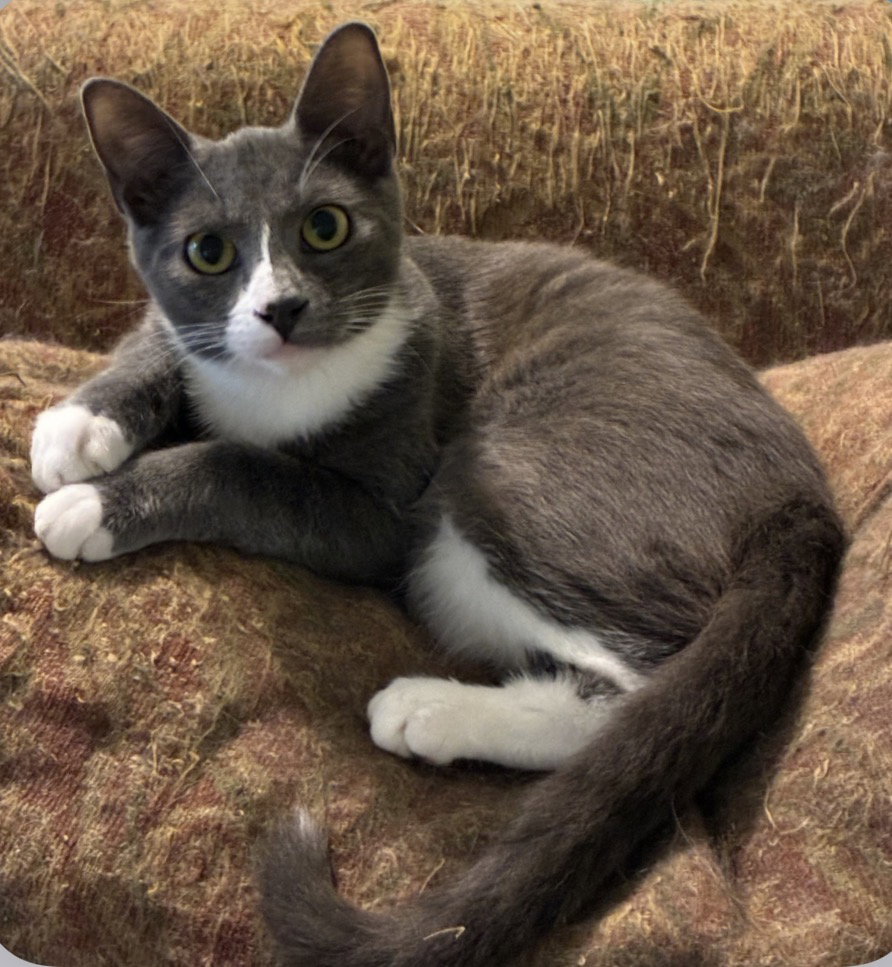 Grayson (blue tuxedo)