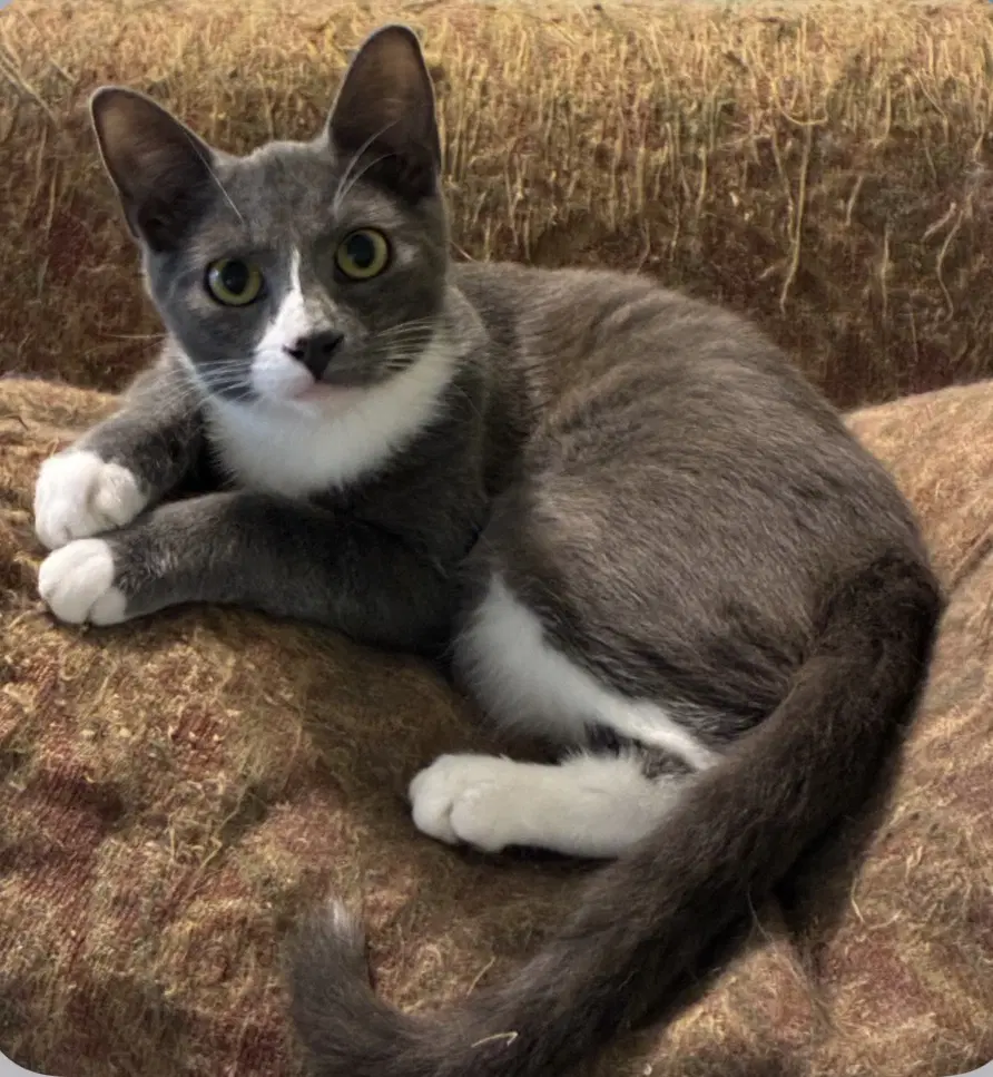 Grayson Love Bug - Tuxedo