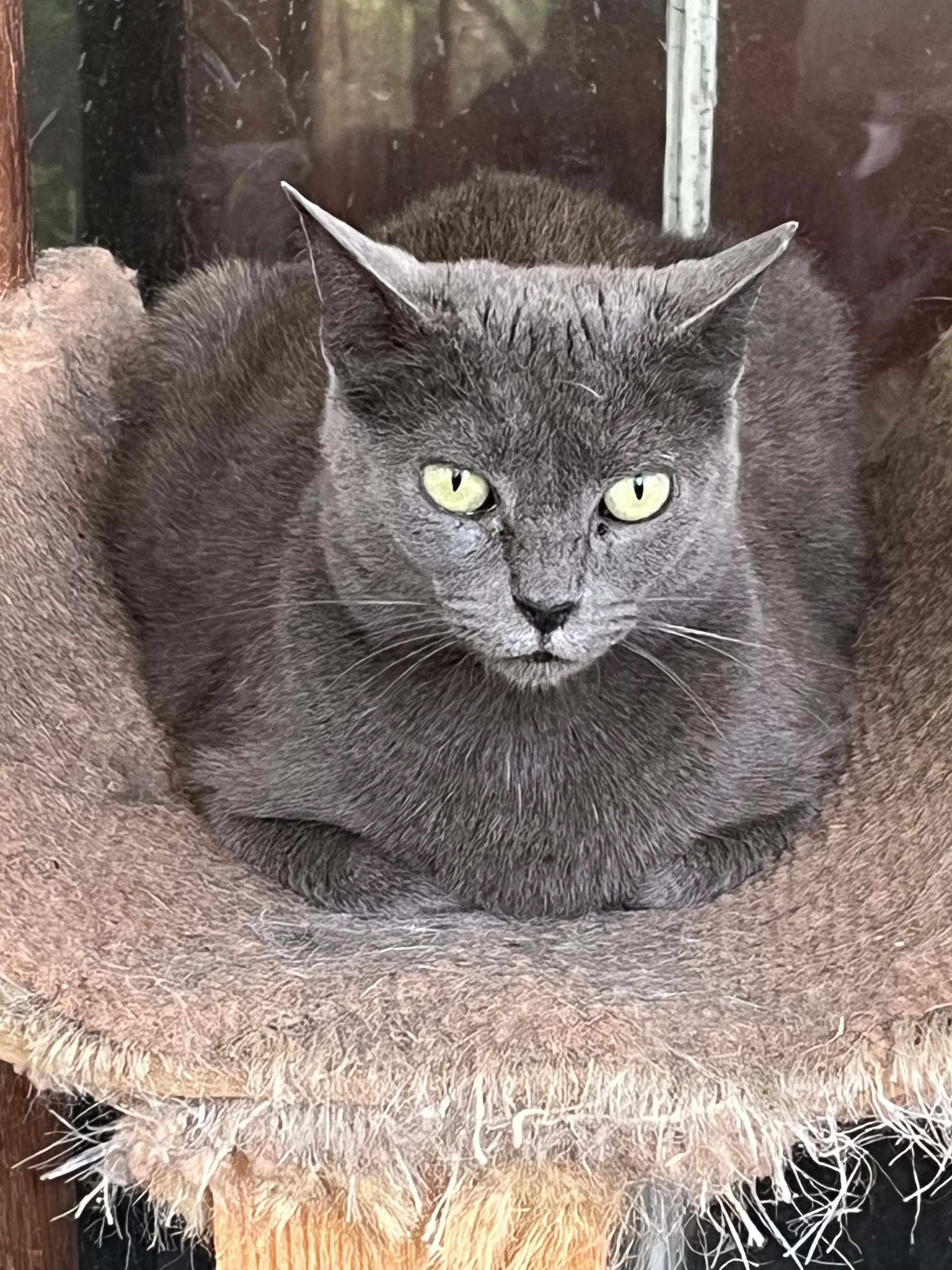 Laura - Russian Blue