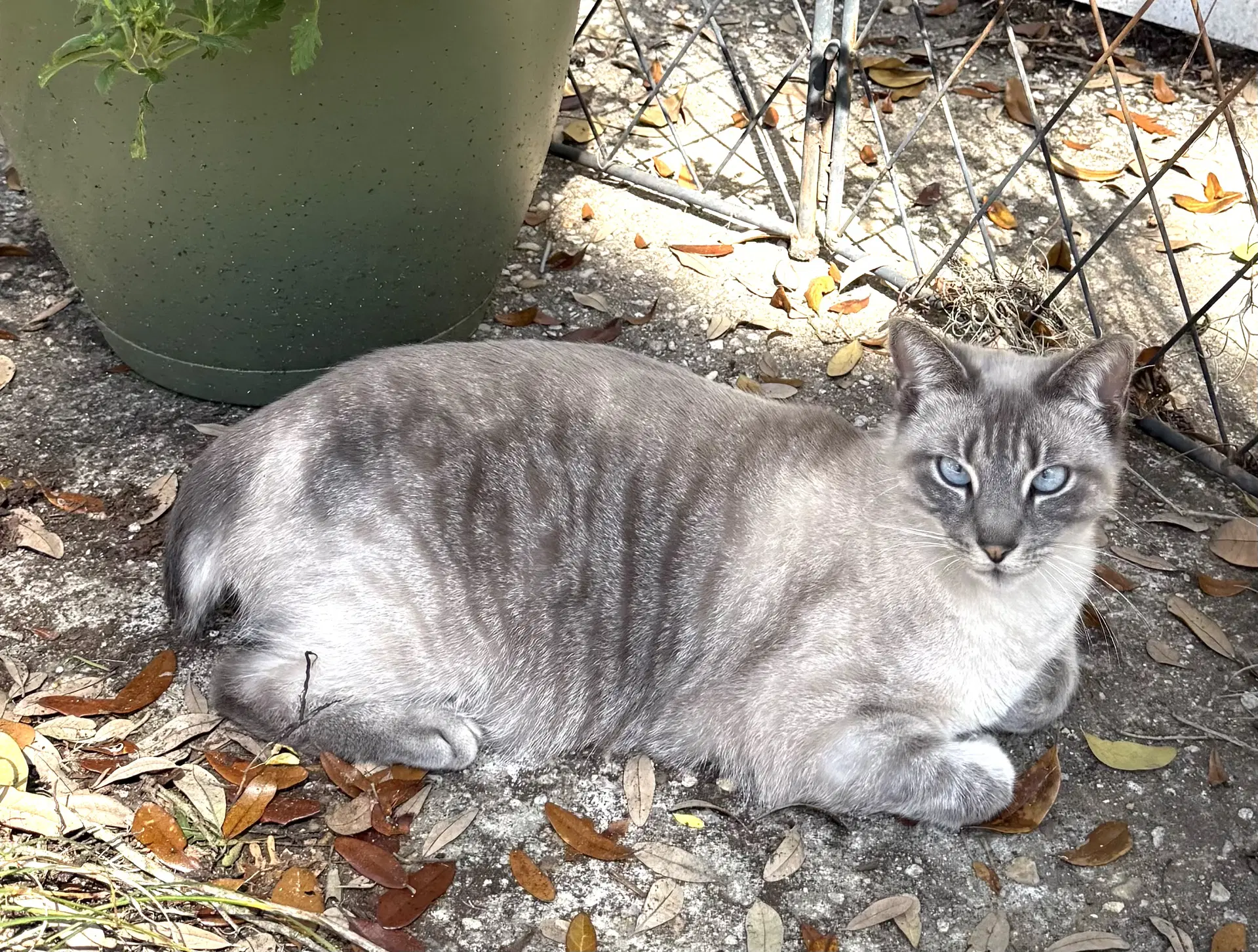 Sammie - Siamese